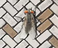A Fly in the Array cover