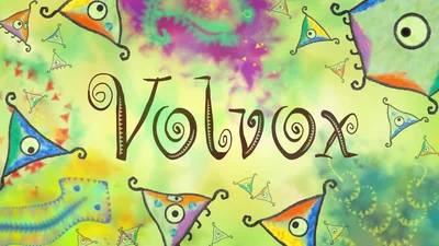 Volvox